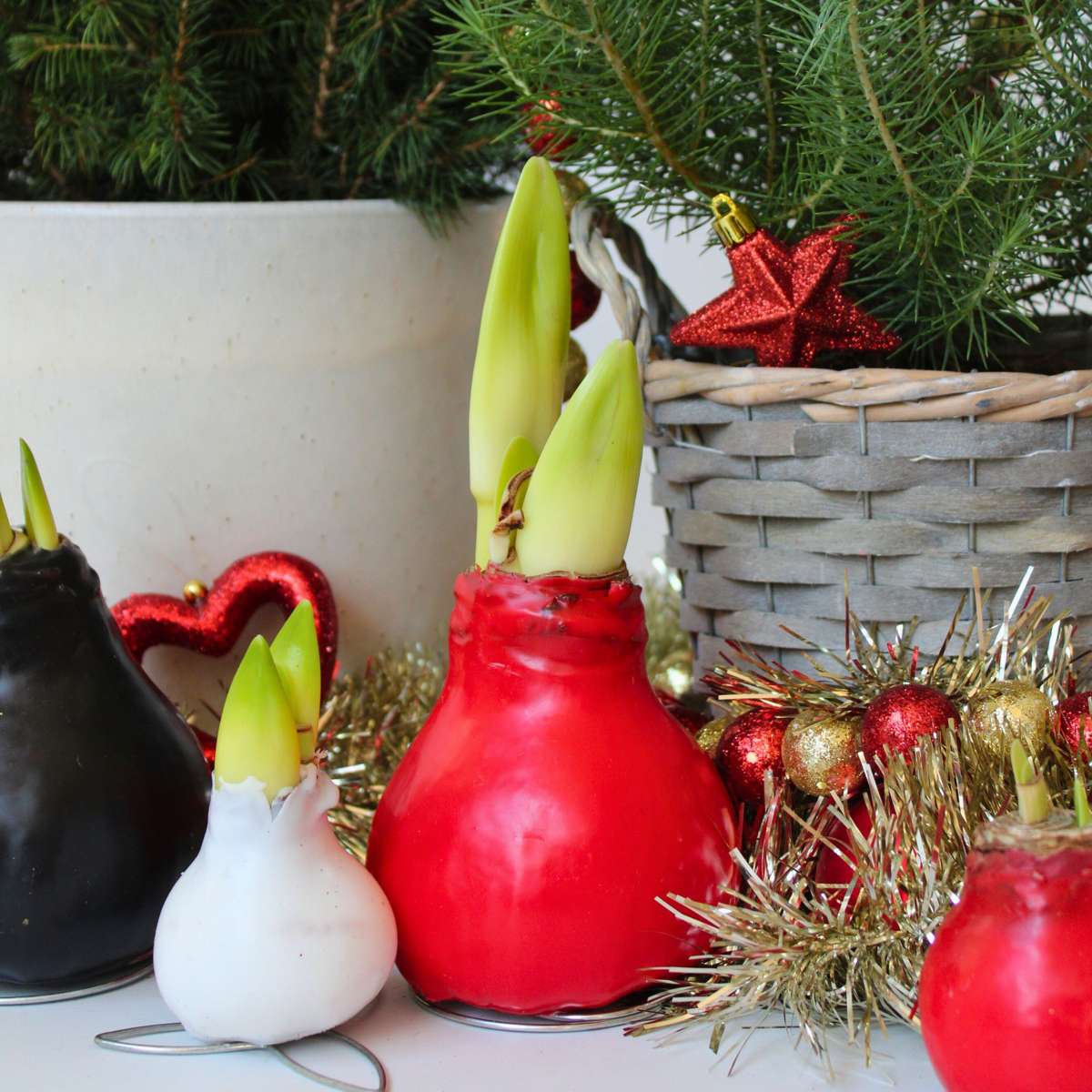Amaryllis - Hippeastrum 'Wax Mix Red White' - Flower Bulb - Red