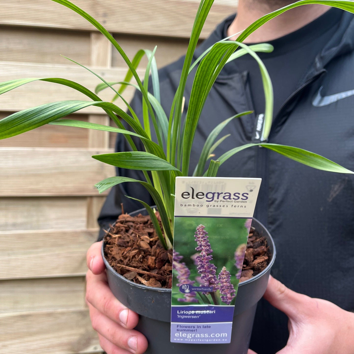 Liriope muscari ingwersen 1.4L