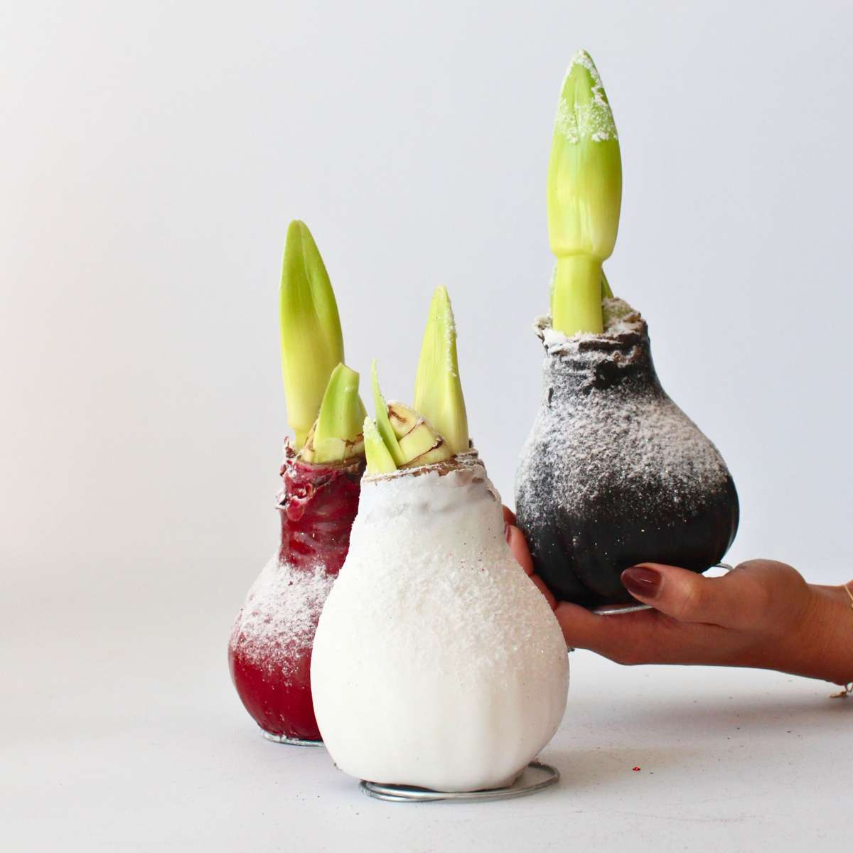 Amaryllis - Hippeastrum 'Wax Snow Red' - Flower Bulb - Red