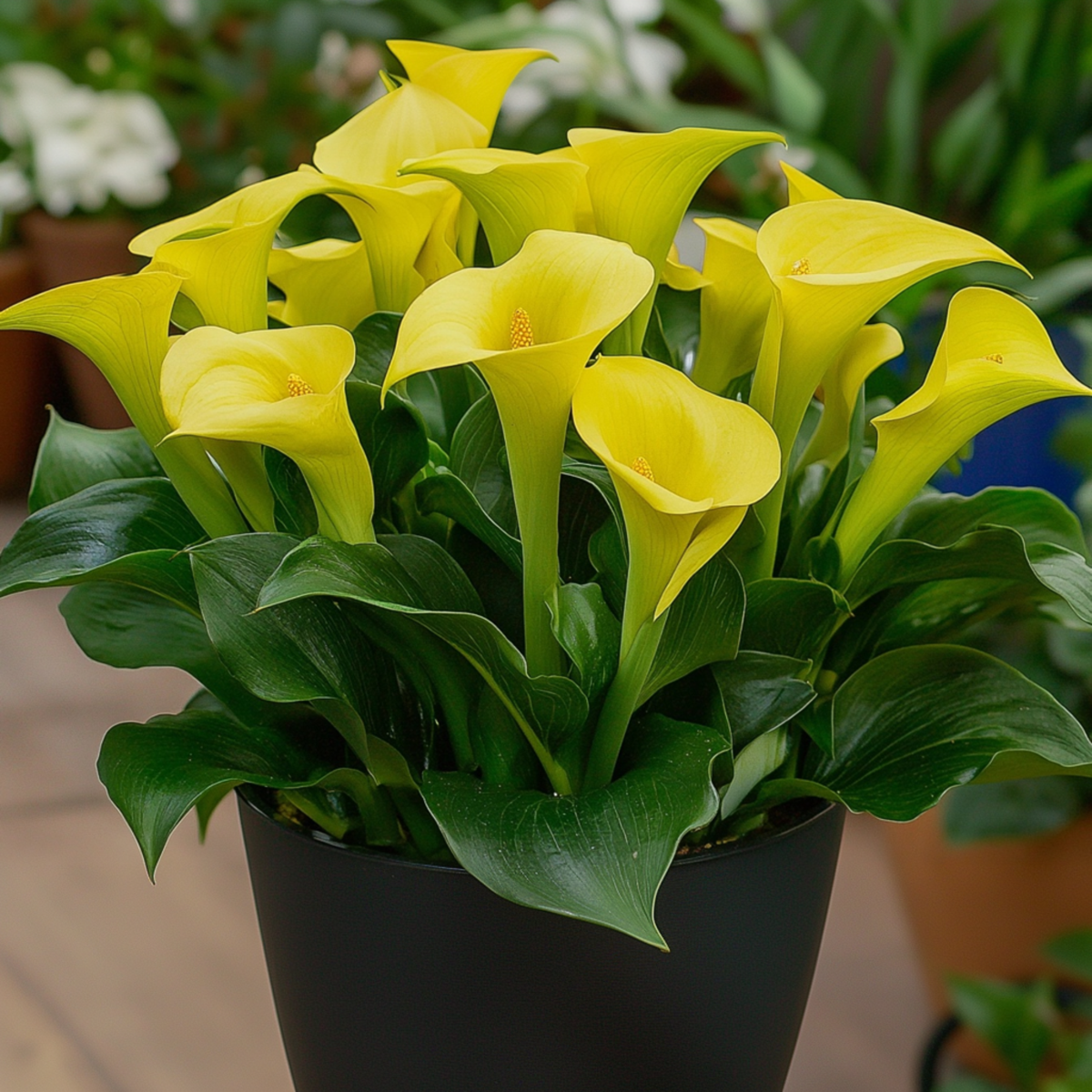 Calla 'Ruby' - Yellow - Height 30-40cm - ⌀12cm