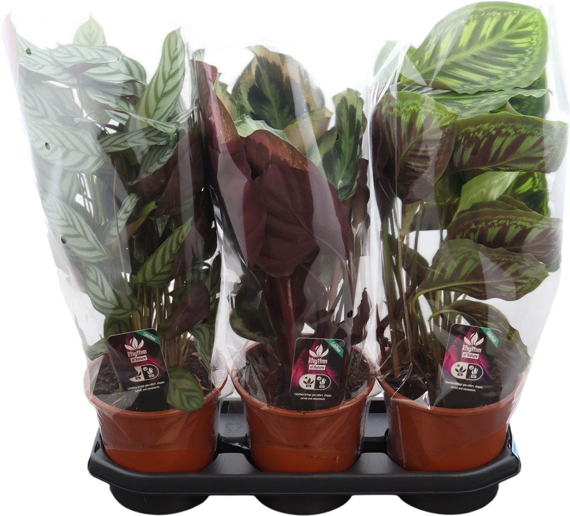Calathea Gemengd Luxe