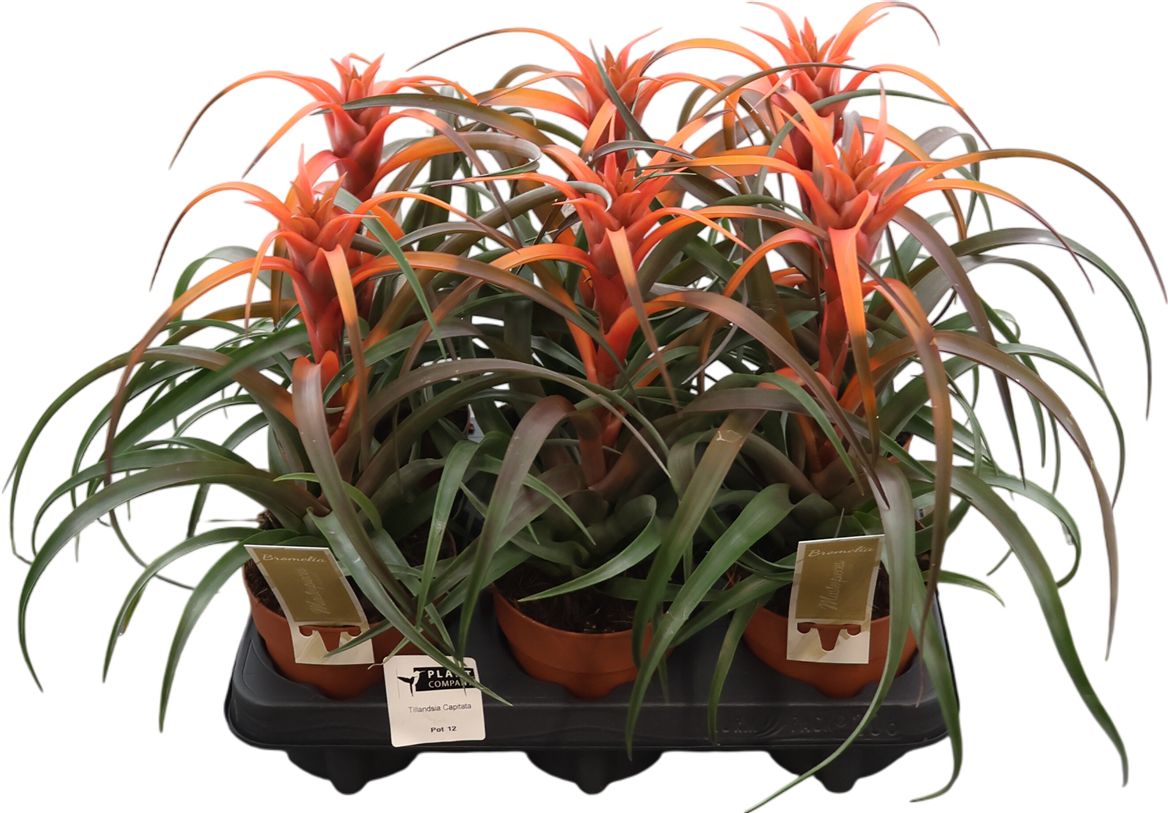 Till Capitata