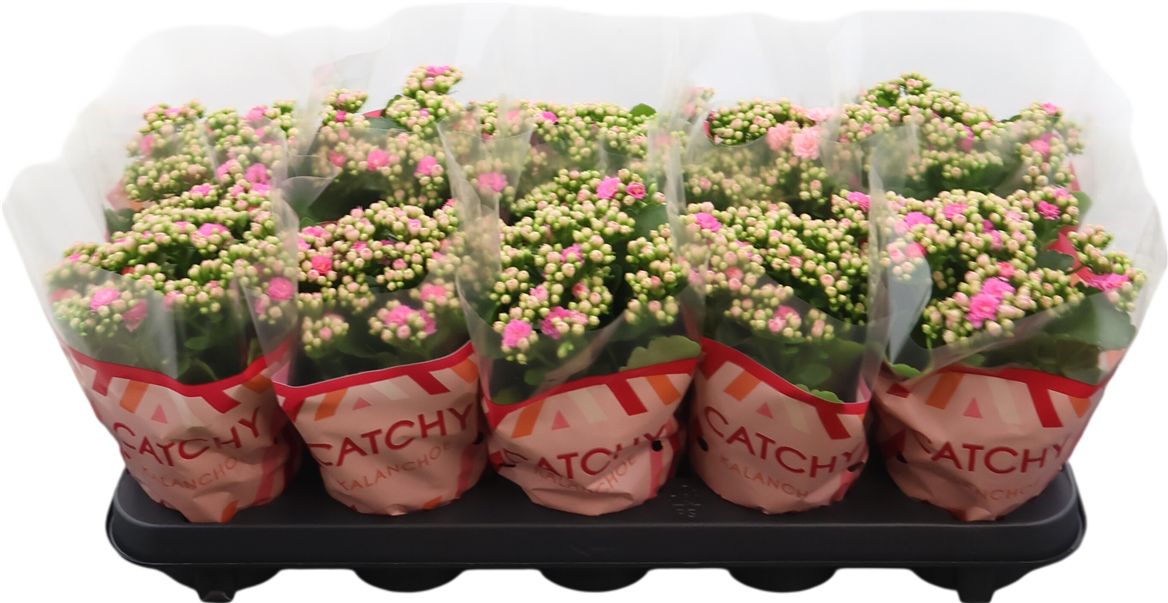 Kalanchoe Gev Roze Catchy Season