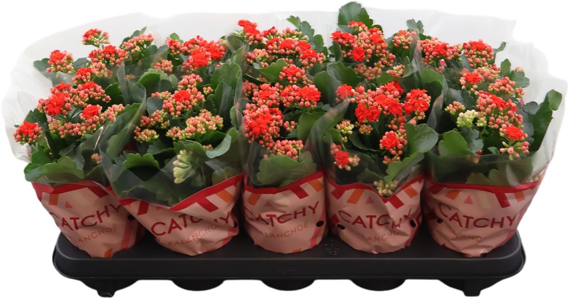 Kalanchoe Gev Rood Catchy Season