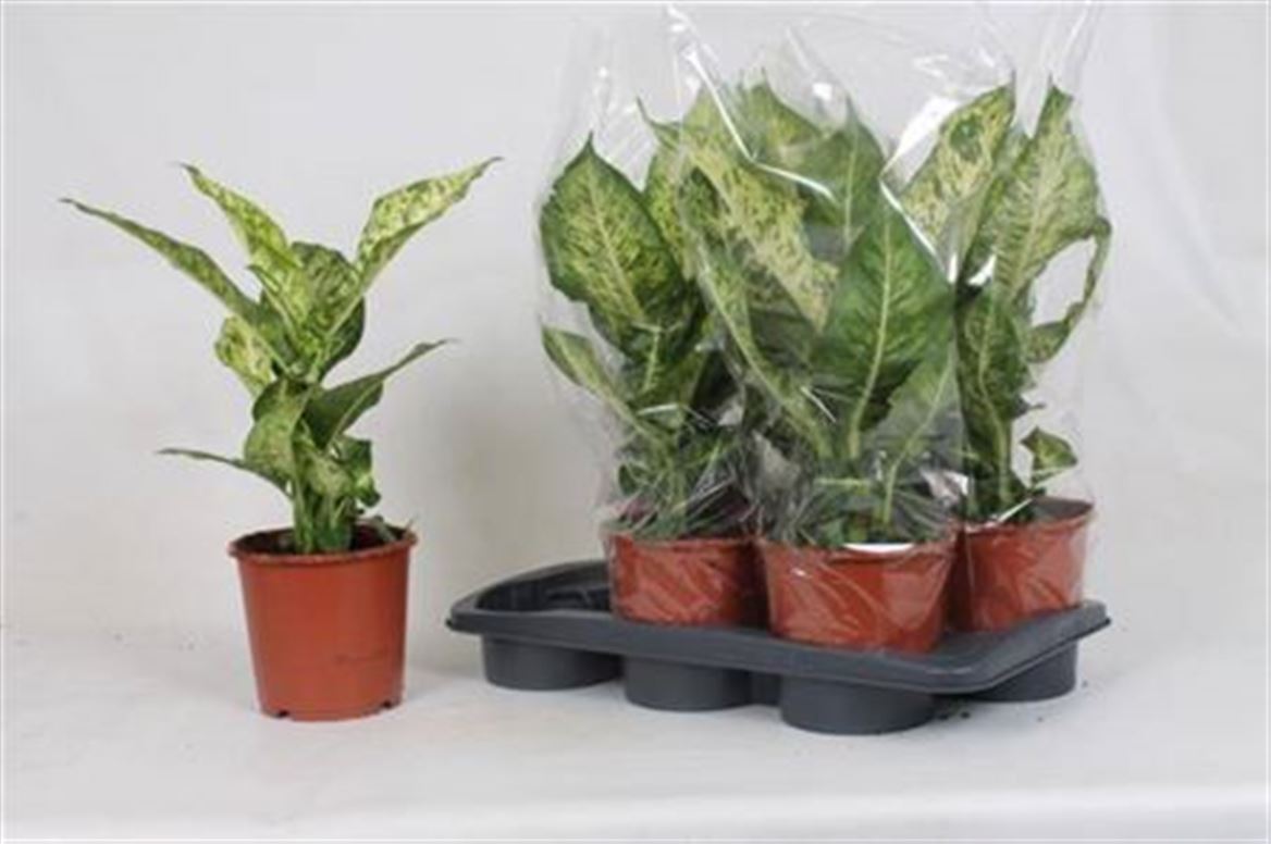 Dieffenbachia Mars