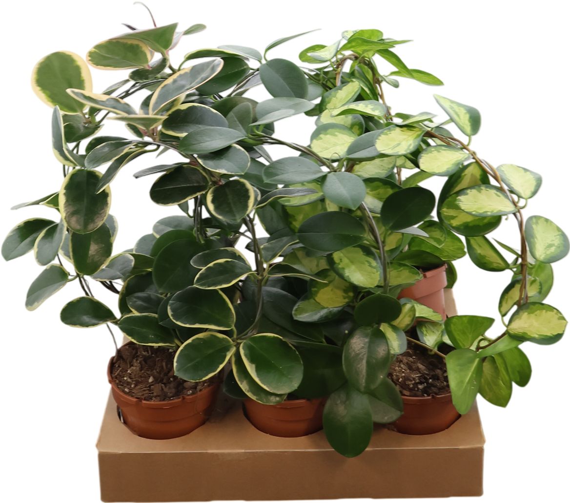 Hoya Gemengd Boog