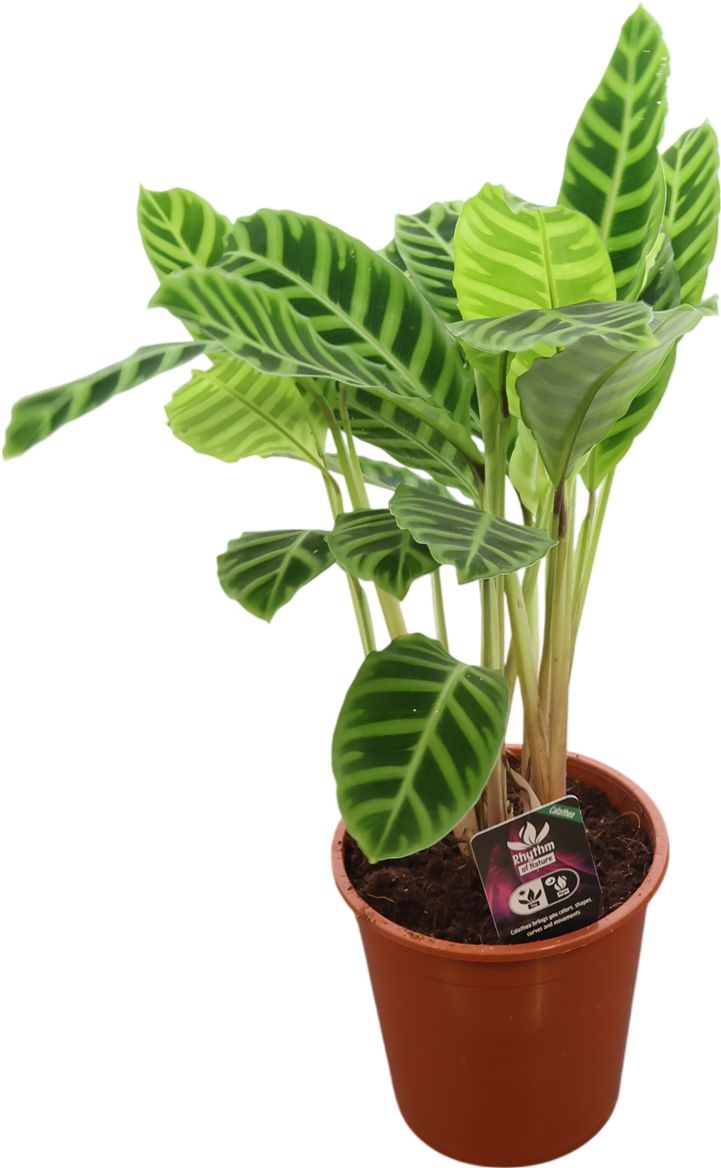 Calat Zebrina
