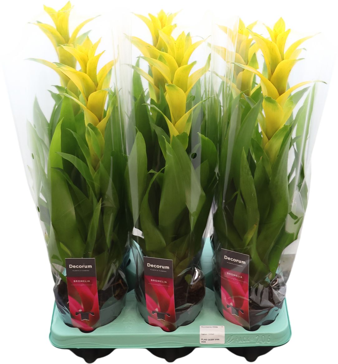 Guzmania Hilda (decorum)