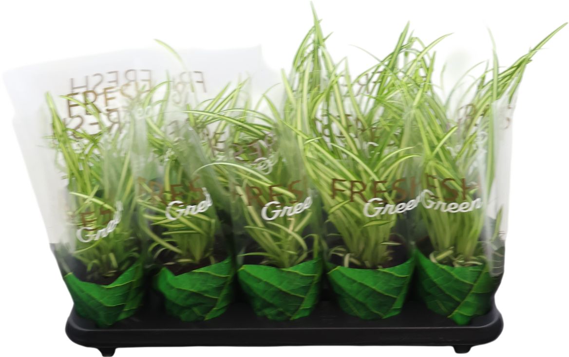 Chlorophyttum Variegatum