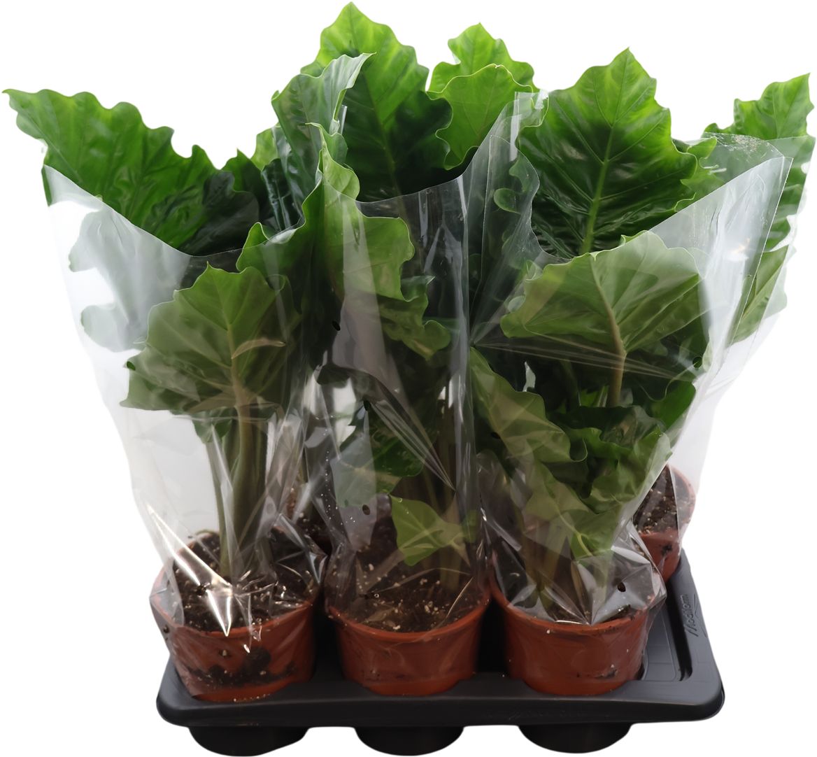 Alocasia Low Rider