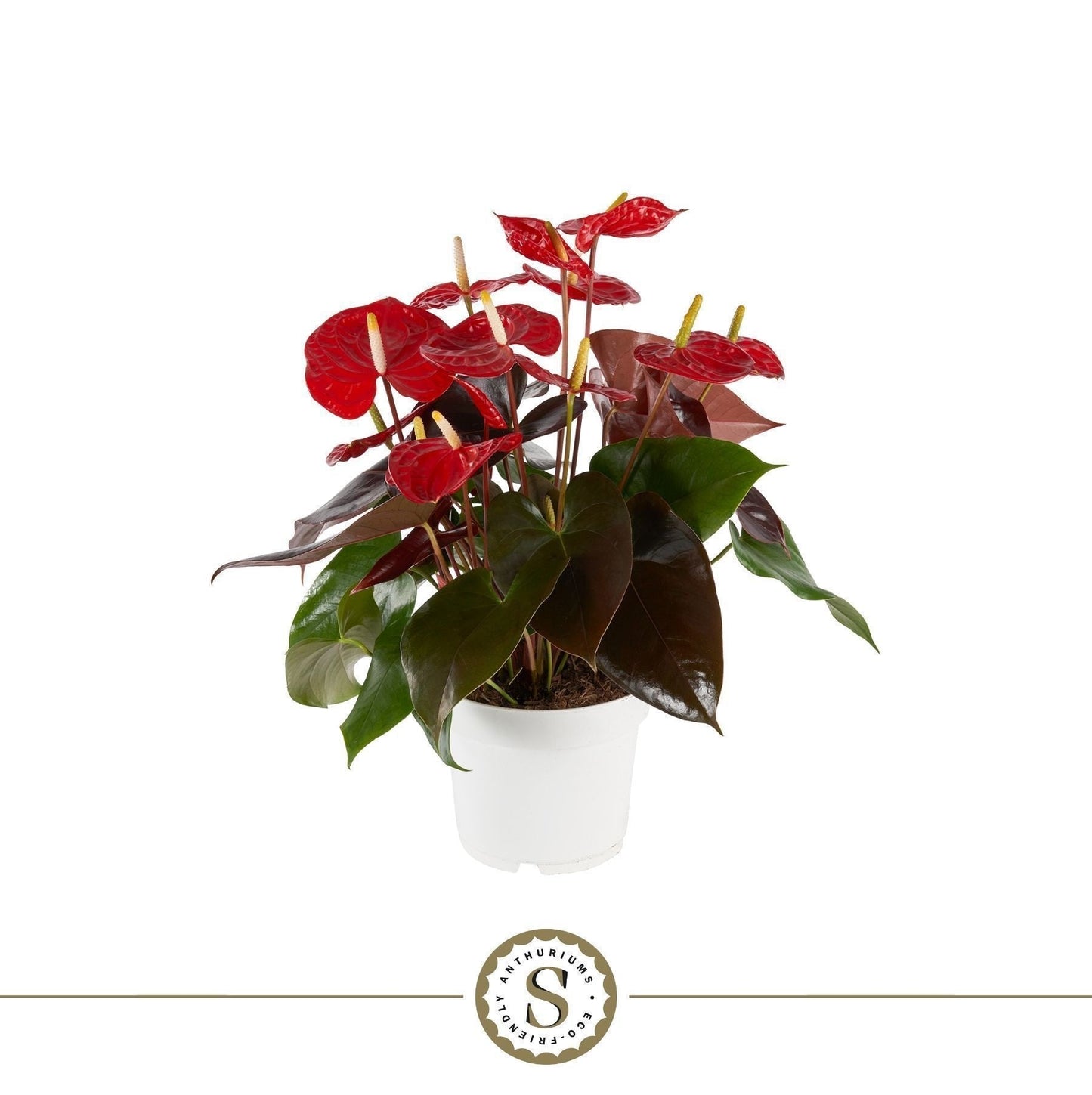 Anthurium St Coral Champion