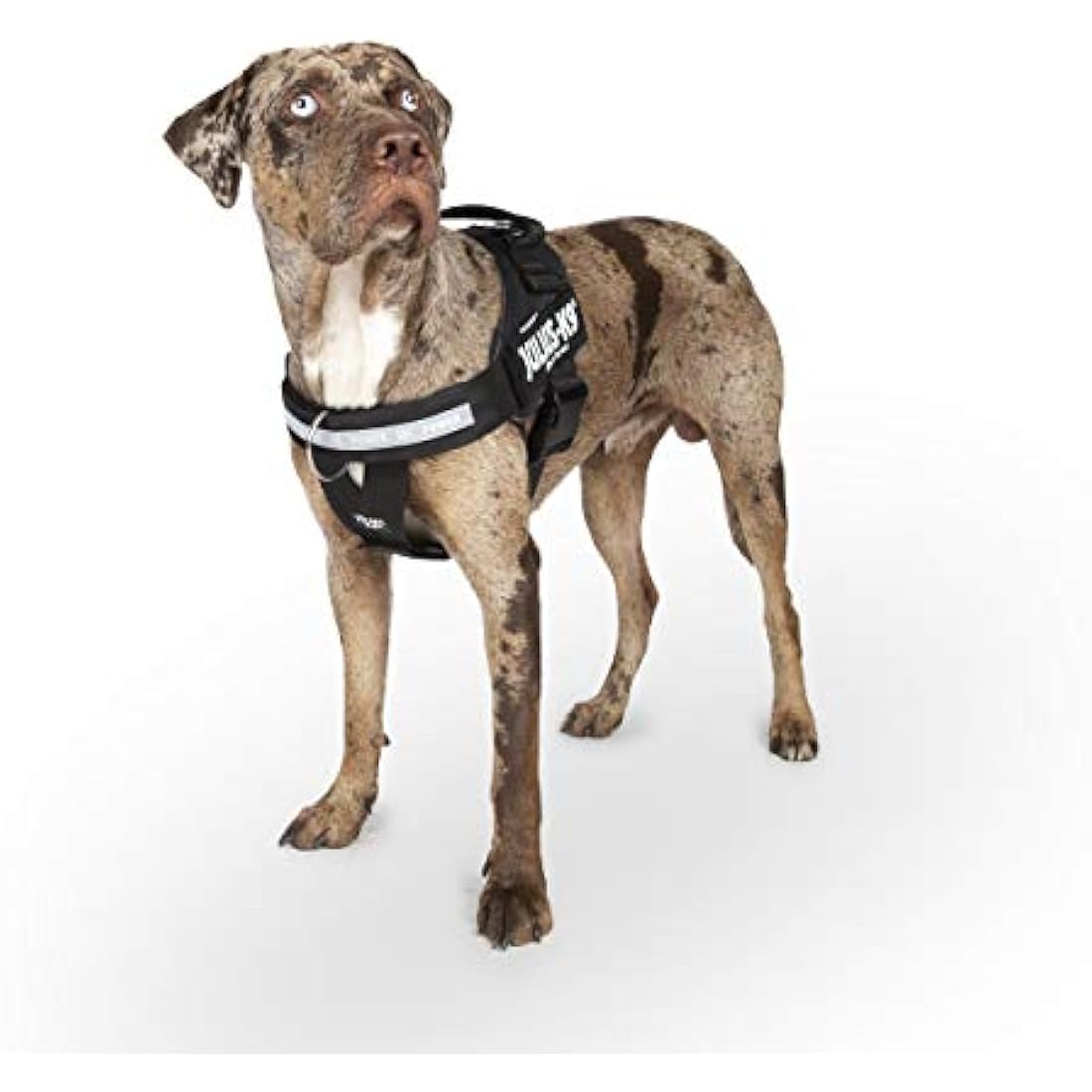 Julius-K9 IDC Powerharness, Dog Harness with Front Control Y-Belt, Black, Size: XS/Mini-Mini