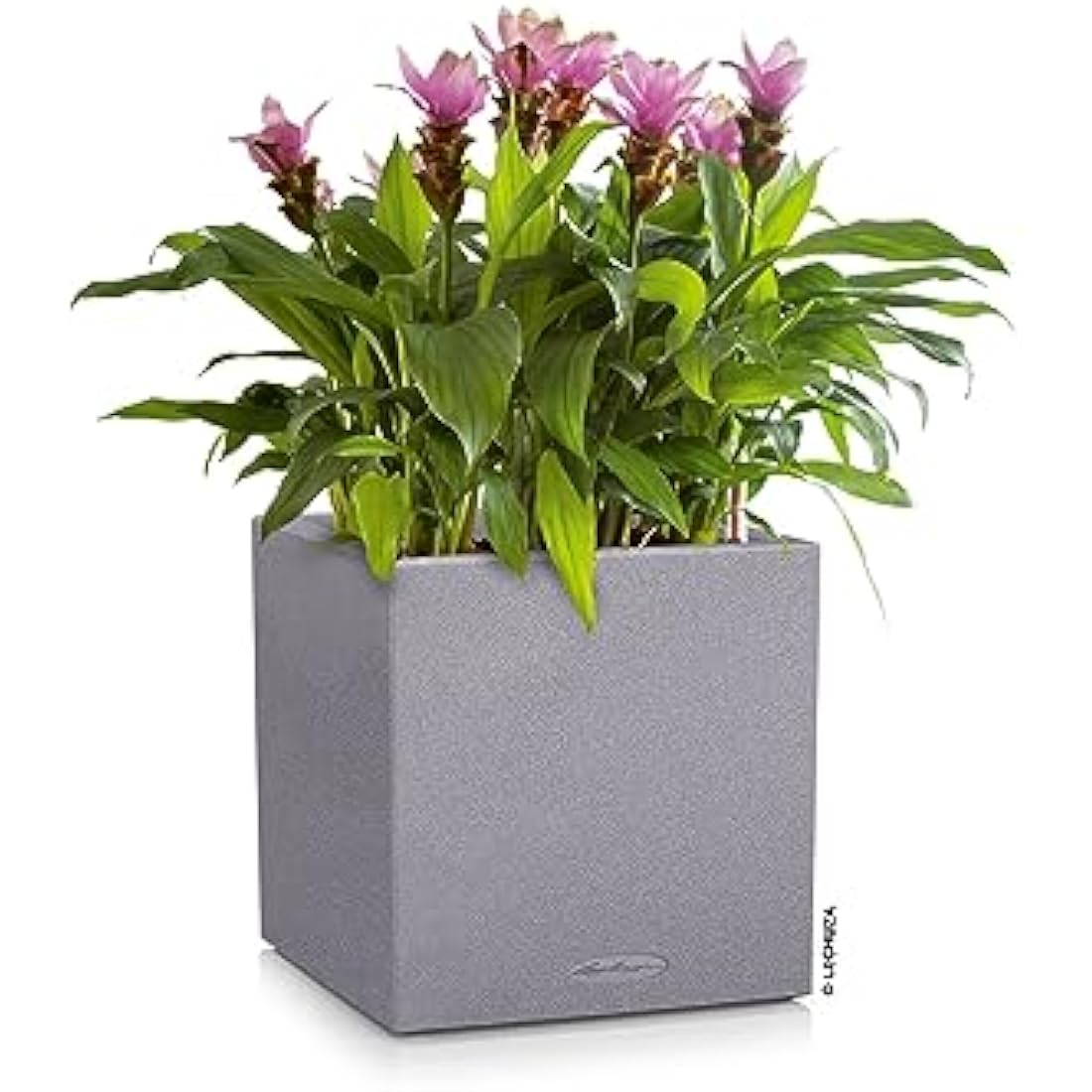 Lechuza Self Watering Plant Pot CANTO Stone 40 Low Plastic Indoor and Outdoor Plant Pot with Drainage Hole H40 L40 W40 cm Stone Gray