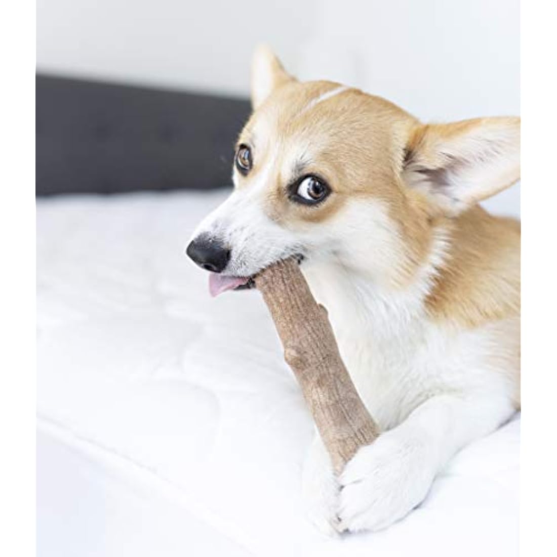 Petstages Dogwood Wood Alternative Dog Chew Toy, Medium