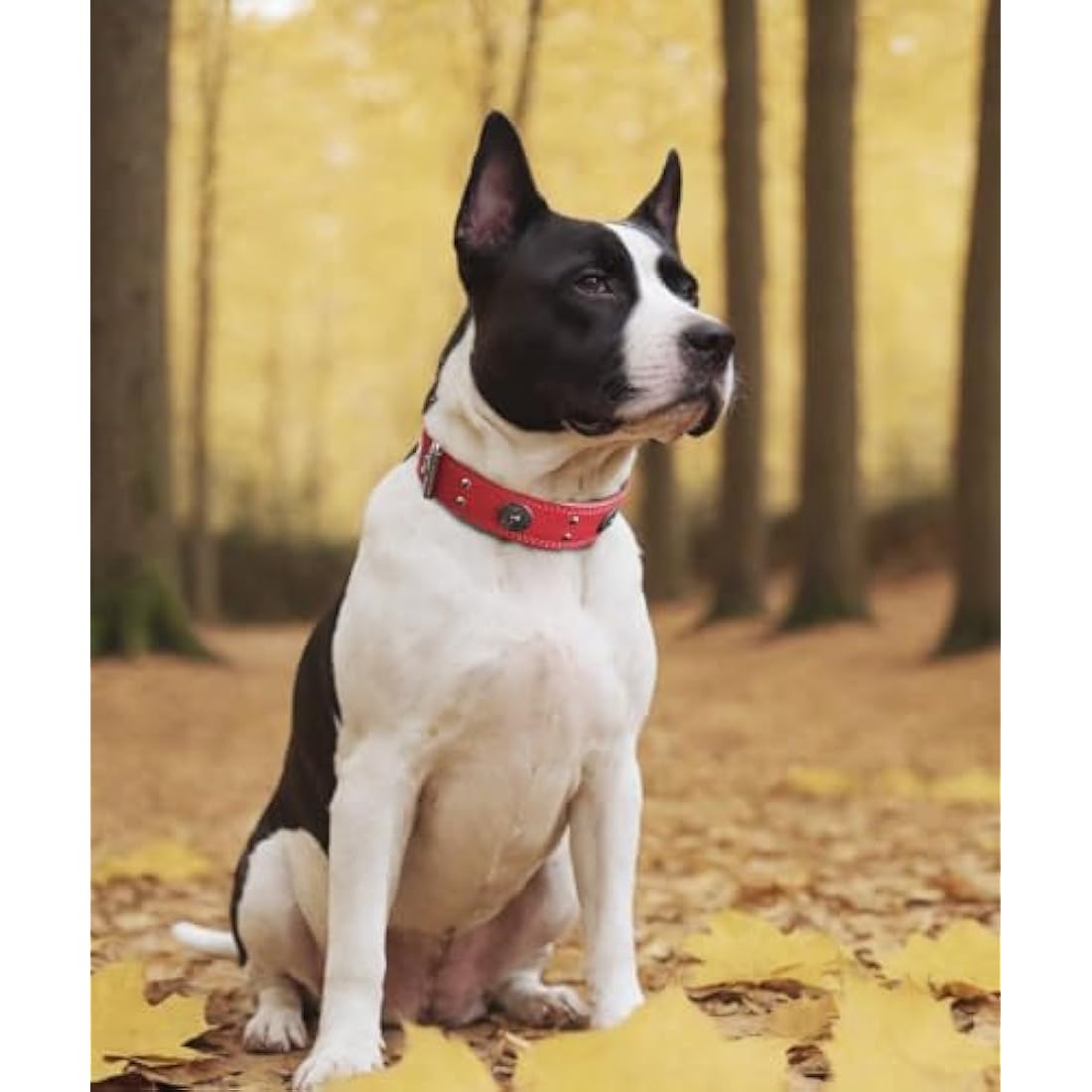 Leather Dog Collar, 5 cm Wide, Robust Genuine Leather Collar, Handmade, Soft and Luxurious, Eye-catching Best Choice for Large and Medium Dog Breeds, Red, 42-52 cm