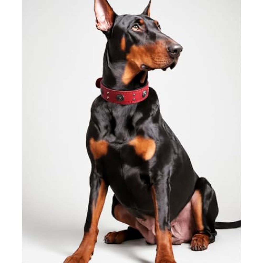 Leather Dog Collar, 5 cm Wide, Robust Genuine Leather Collar, Handmade, Soft and Luxurious, Eye-catching Best Choice for Large and Medium Dog Breeds, Red, 42-52 cm