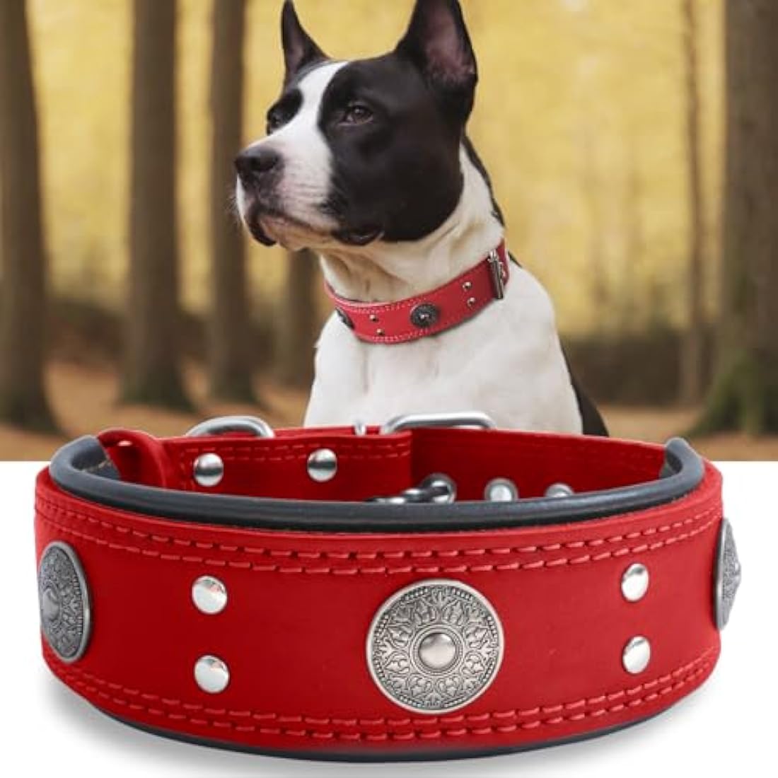 Leather Dog Collar, 5 cm Wide, Robust Genuine Leather Collar, Handmade, Soft and Luxurious, Eye-catching Best Choice for Large and Medium Dog Breeds, Red, 42-52 cm