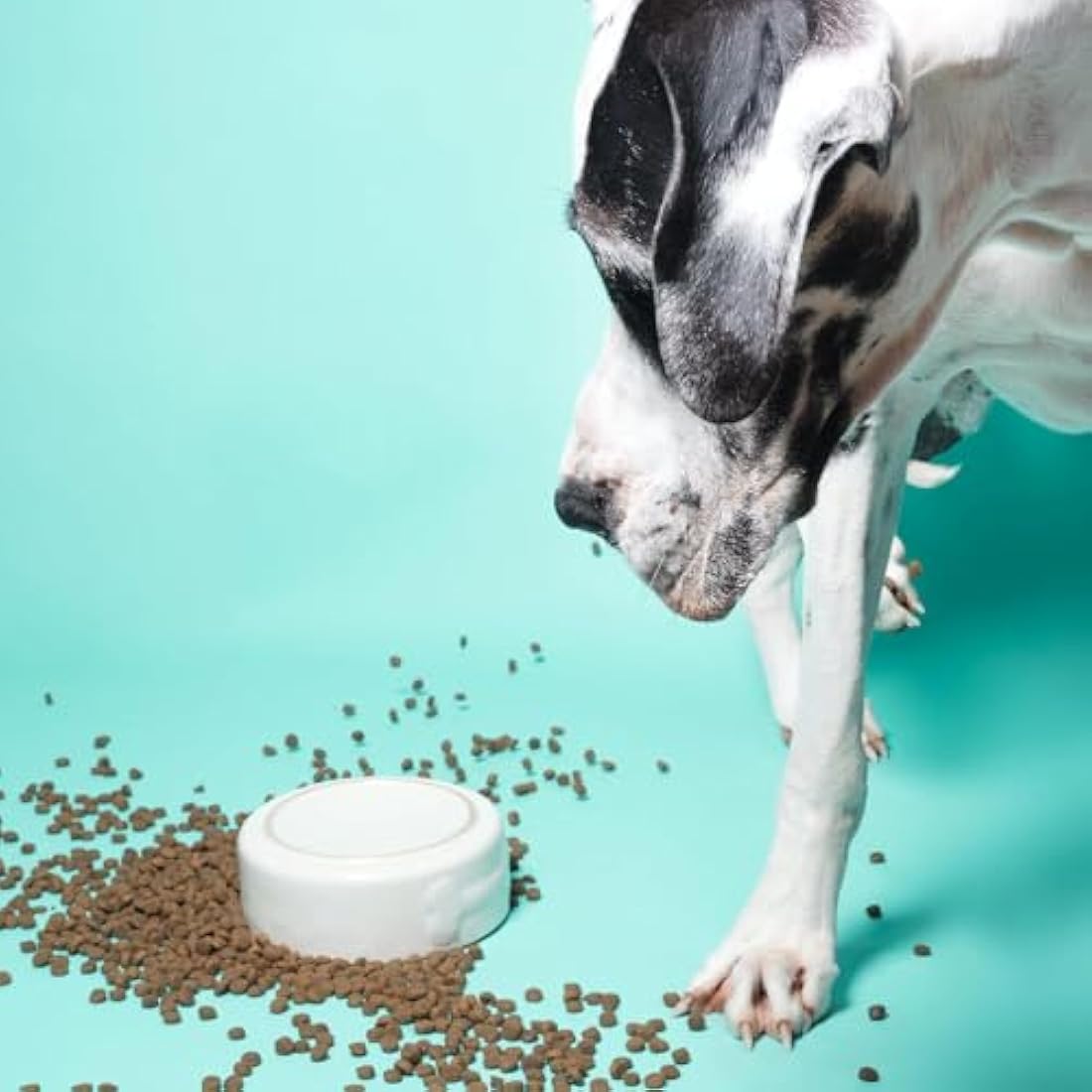 Pooch & Mutt - Joint Care, Complete Grain Free Dry Dog Food, Salmon and Sweet Potato, 10kg