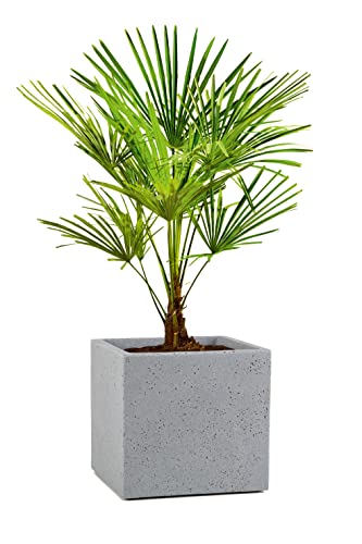 Scheurich C-Cube planter, plastic, STONY GREY, 38x38 cm, H?he 33 cm