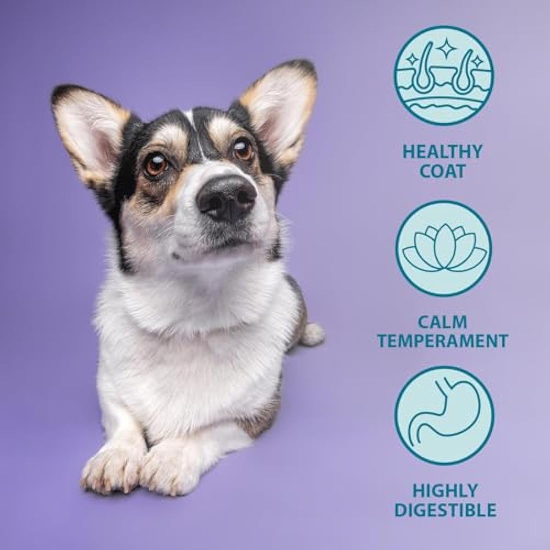 Burns Pet Nutrition Hypoallergenic Complete Dry Dog Food Puppy Original Lamb and Rice 6 kg
