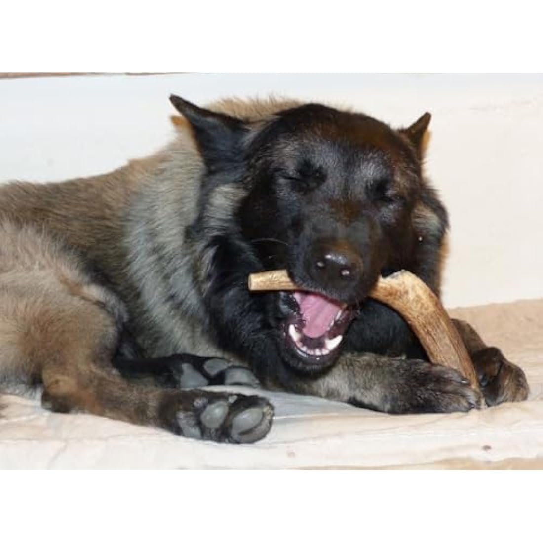 ARTISAN GIFT CO Naturally Shed 100% Natural Premium Deer Antler Chew for Dogs (XL - 2 Units)
