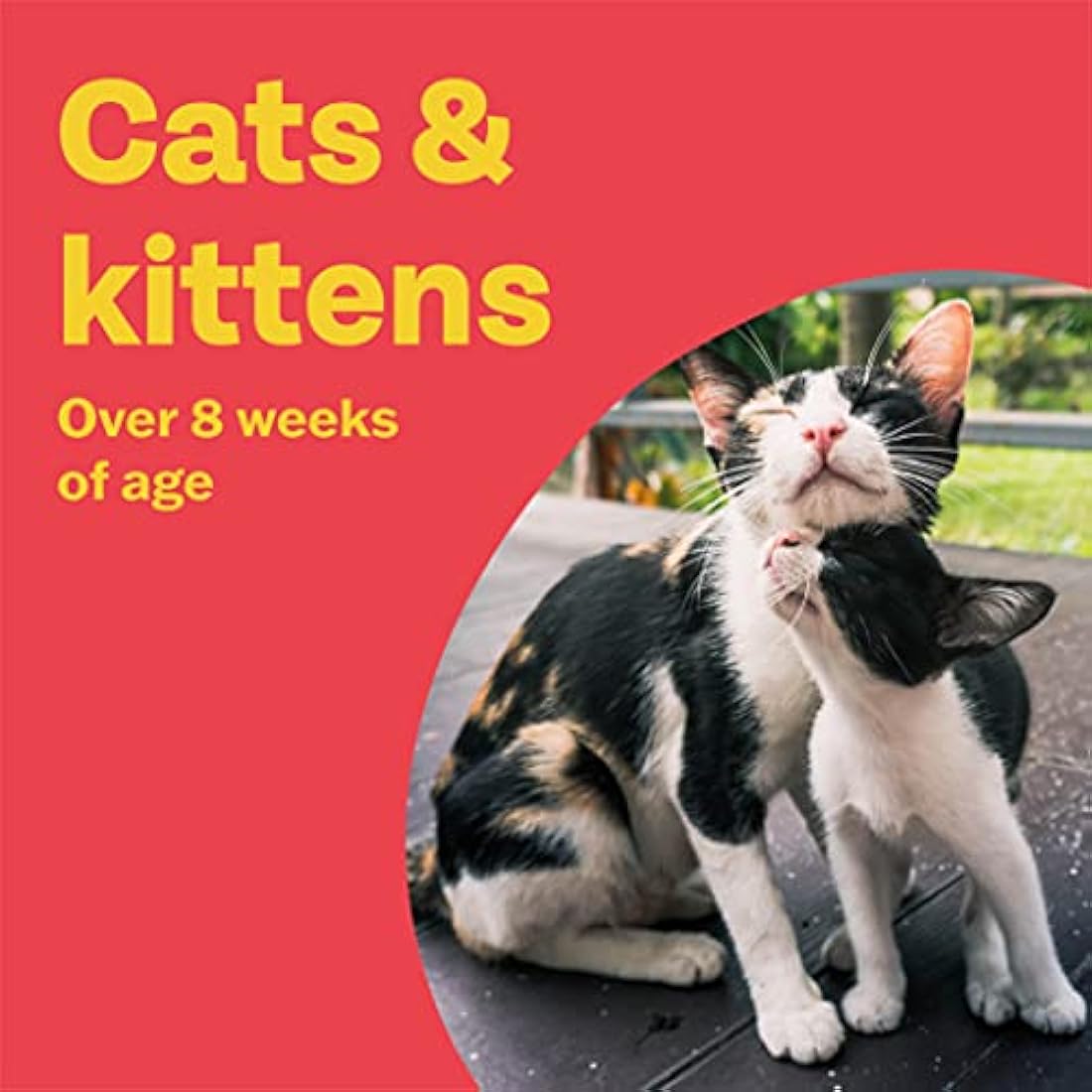Bob Martin Clear Spot On Flea Treatment for Cats & Kittens - Kills Fleas & Ticks (3 Pipettes)
