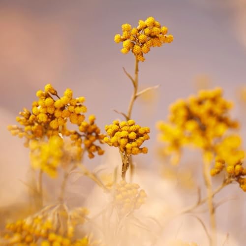 L'OCCITANE Immortelle Precious Emulsion 75ml | 8 Hour Hydration | Vegan & 99% Readily Biodegradable | Natural Alternative to Retinol | Luxury & Clean Beauty Skincare for All Skin Types