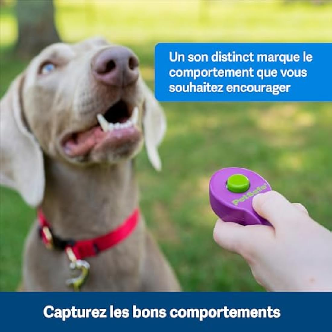 PetSafe Clik-R Training Tool, Training Clicker for Dogs, Reinforces Positive Behaviour, Comfortable Grip, Training Guide Included, Purple