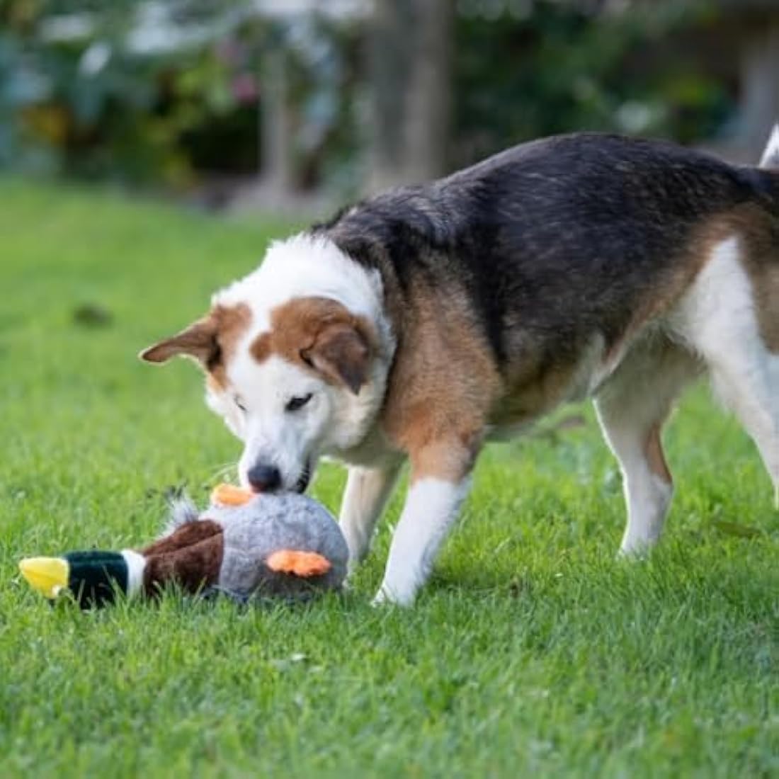 Petface Honking and Squeaky Duck Plush Dog Toy