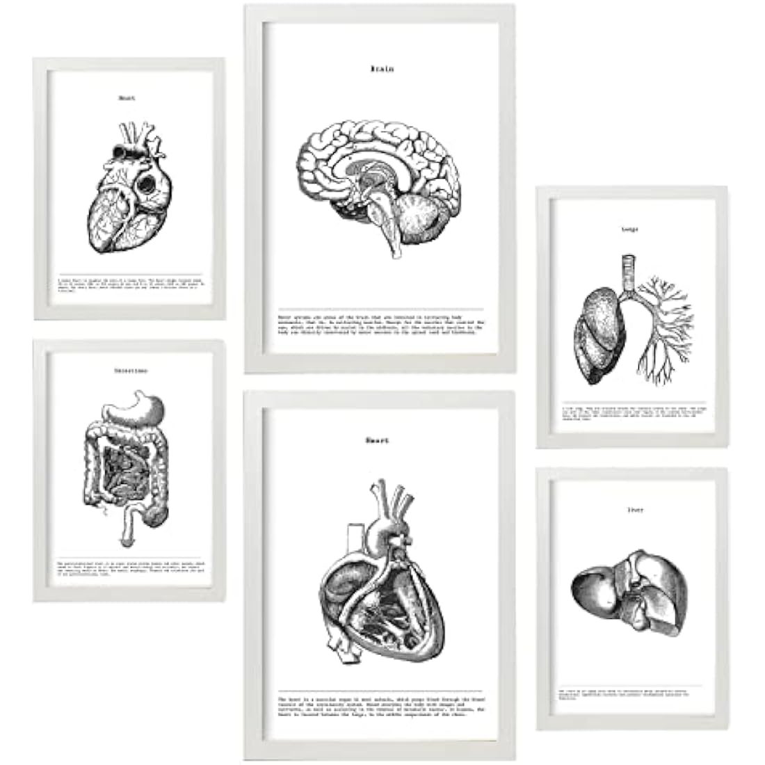 Nacnic Set of 6 posters of internal organs. Collection of plates with aesthetic collage for interior decoration. Sizes A3 and A4. With white frame.