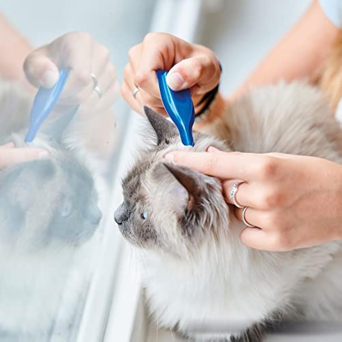 Beaphar - Herbal Calming Spot-On for Cats - Contains Natural Herb Valerian - Promotes Calming During Fireworks, Thunderstorms, Travel & Stressful Situations - 1 Pipette Lasts Up To 1 Week - 3 Pipettes