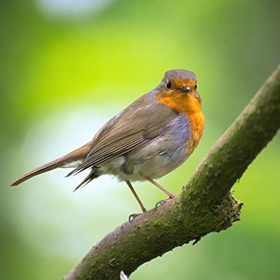 Copdock Mill Peanuts for Wild Birds - Peanut Kernels Bird Feed 12.75kg - High In Energy, Protein Rich Wild Bird Peanuts - Bird Seeds for Small Garden Birds