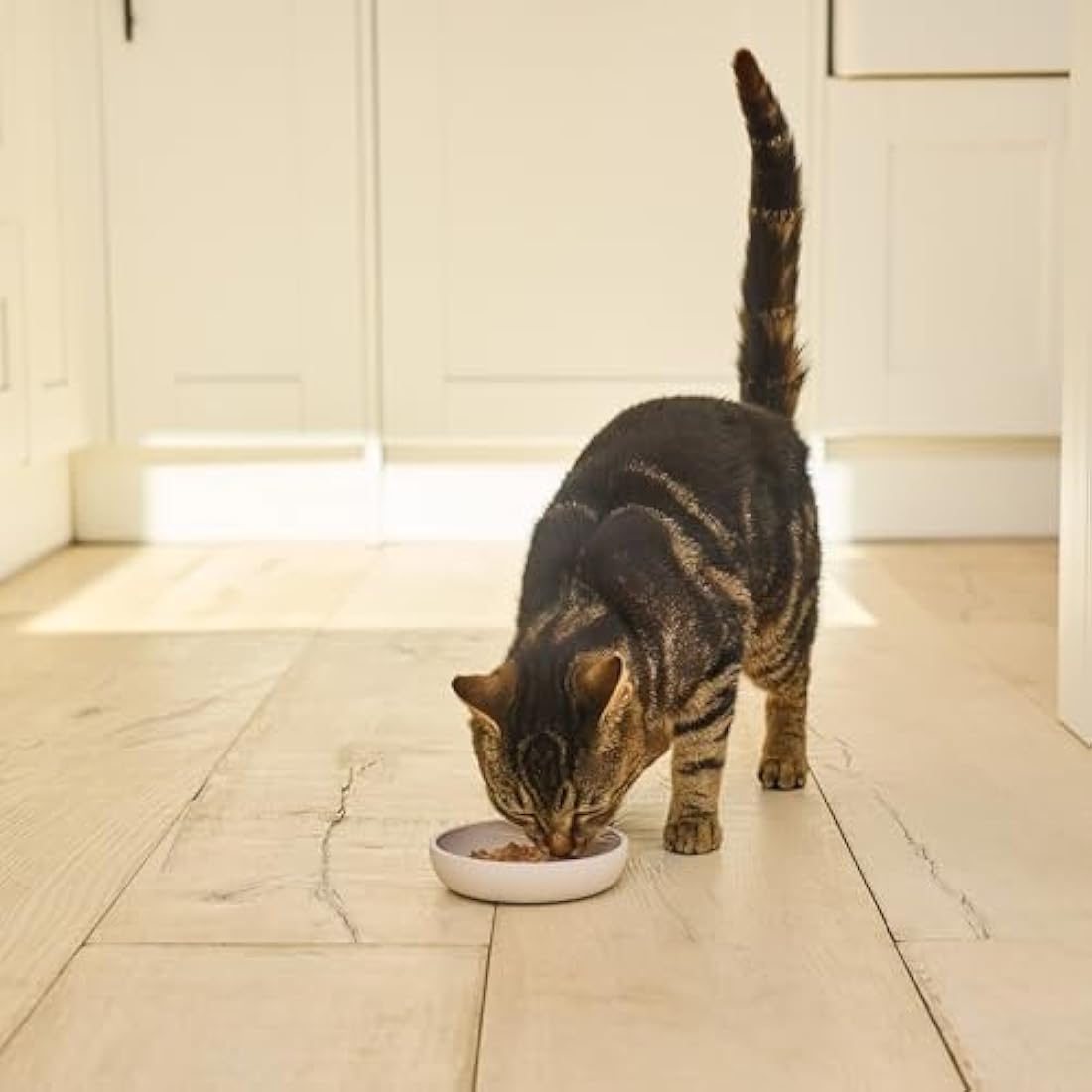 Lily's Kitchen Made with Natural Ingredients Adult Wet Paté Cat Food Tray Organic Fish Grain-free recipe 19 x 85g