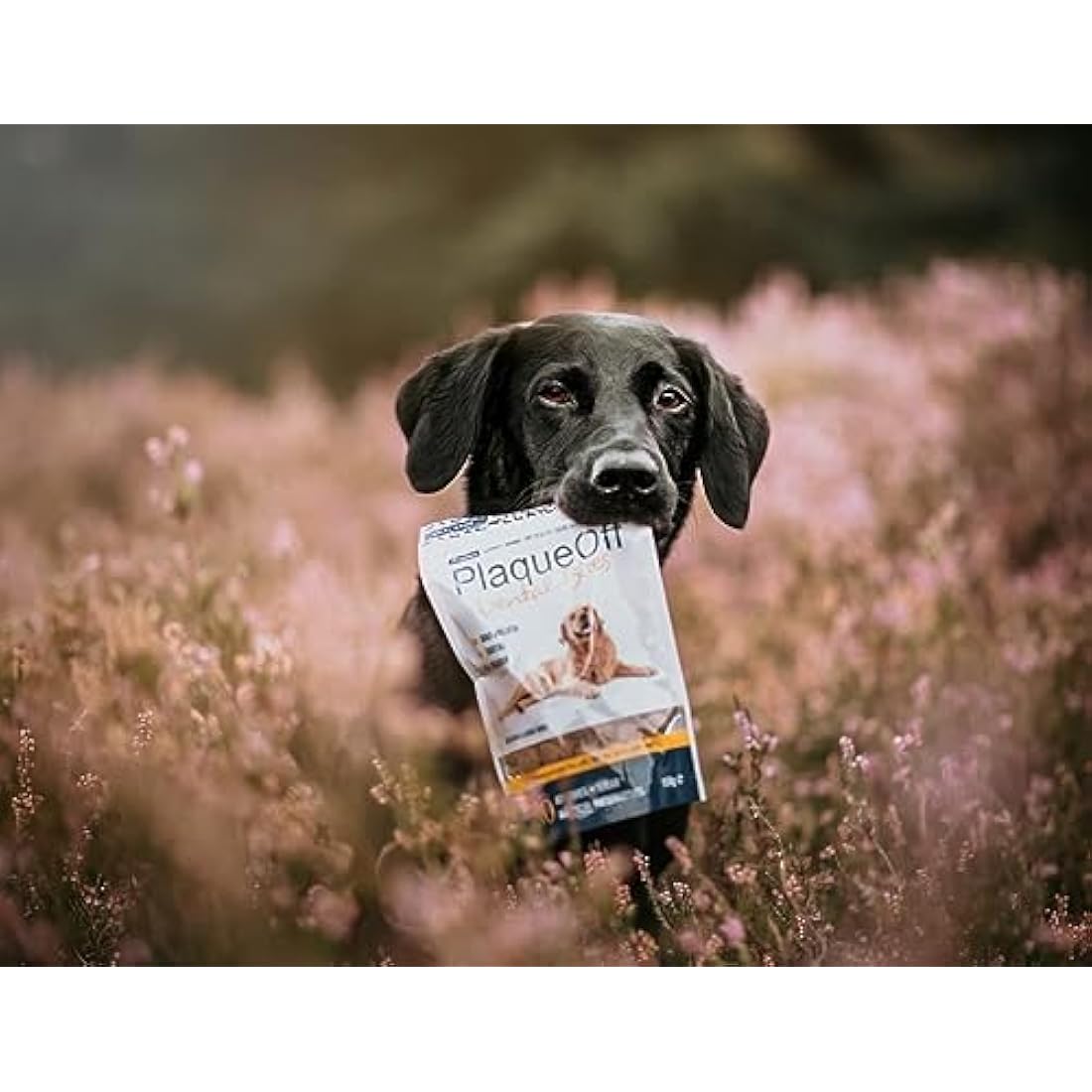 ProDen PlaqueOff Dental Bites for Dogs Tartar & Bad Breath Remover 100% Natural Teeth Cleaner and Tartar Remover - Improve Overall Oral Health - 150g