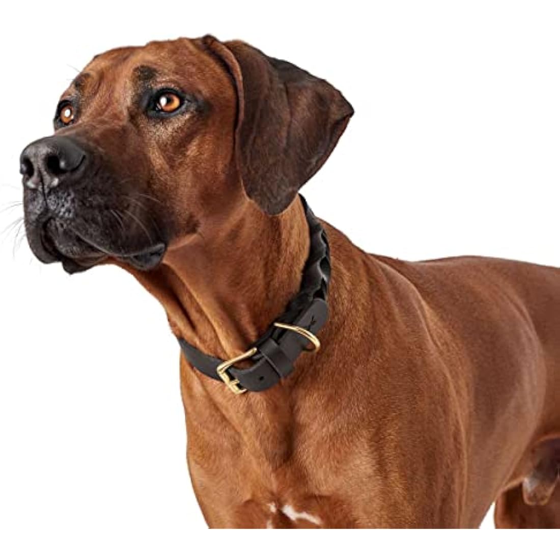 HUNTER Sansibar Solid Dog Collar Leather Heavy Duty Grippy Braided 60 (M-L) Black