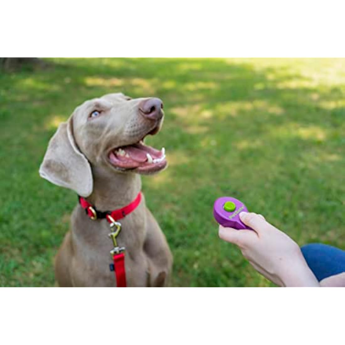 PetSafe Clik-R Training Tool, Training Clicker for Dogs, Reinforces Positive Behaviour, Comfortable Grip, Training Guide Included, Purple