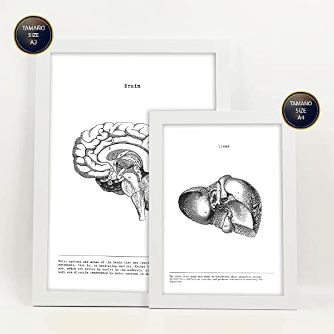 Nacnic Set of 6 posters of internal organs. Collection of plates with aesthetic collage for interior decoration. Sizes A3 and A4. With white frame.