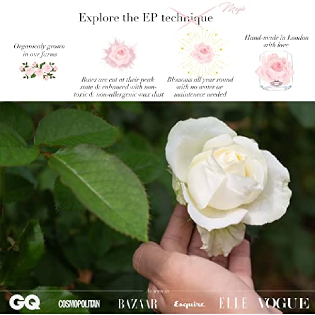 A 100% Real Rose That Lasts Years - Eternal Petals, Handmade in UK, Flowers Delivery Next Day Prime – White Gold Solo (Red)