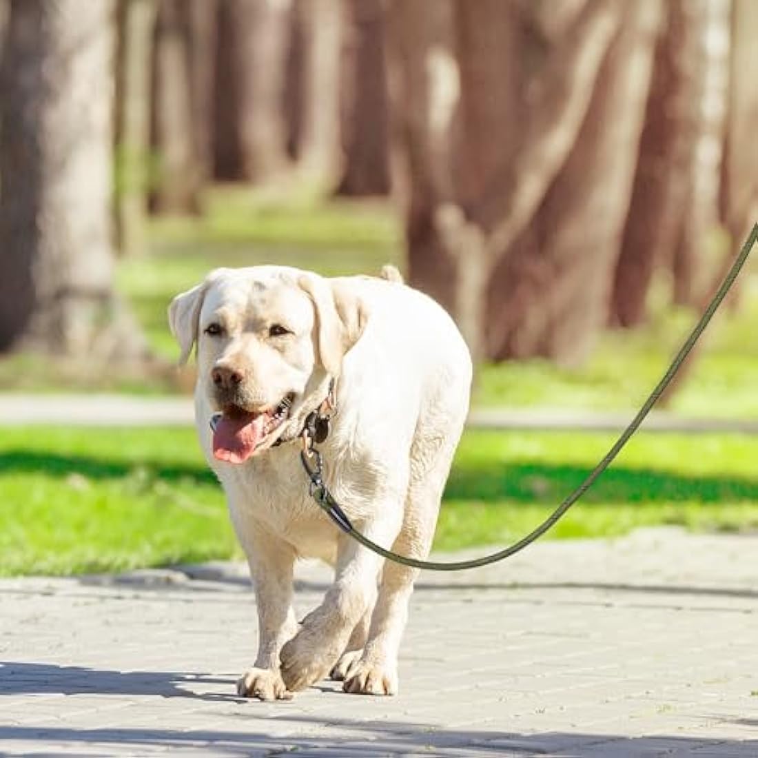 Kdsvakd Training Lead For Dogs, 3m / 10ft Long Rope Dog Lead with carabiner clip and padded handle, Recall Durable Lead Duty Check Cord For Puppy, Small, Medium, Large Dog