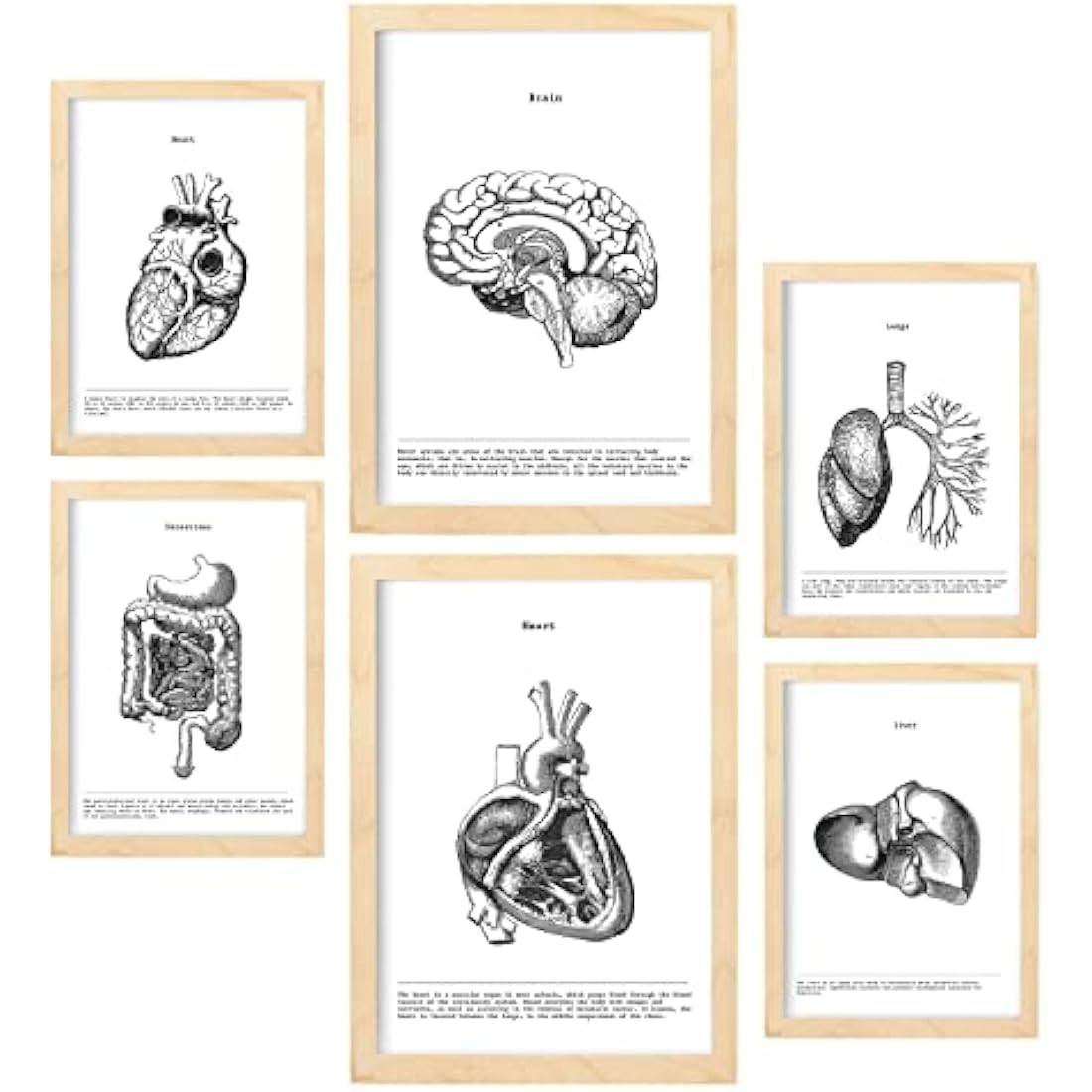 Nacnic Set of 6 posters of internal organs. Collection of plates with aesthetic collage for interior decoration. Sizes A3 and A4. With wooden frame.