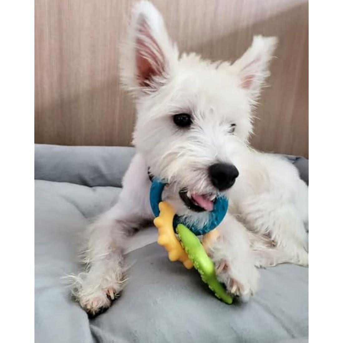 Nylabone Gentle Puppy Dog Teething Chew Toy Rings, Bacon Flavour, Small, for Puppies Up to 11 kg