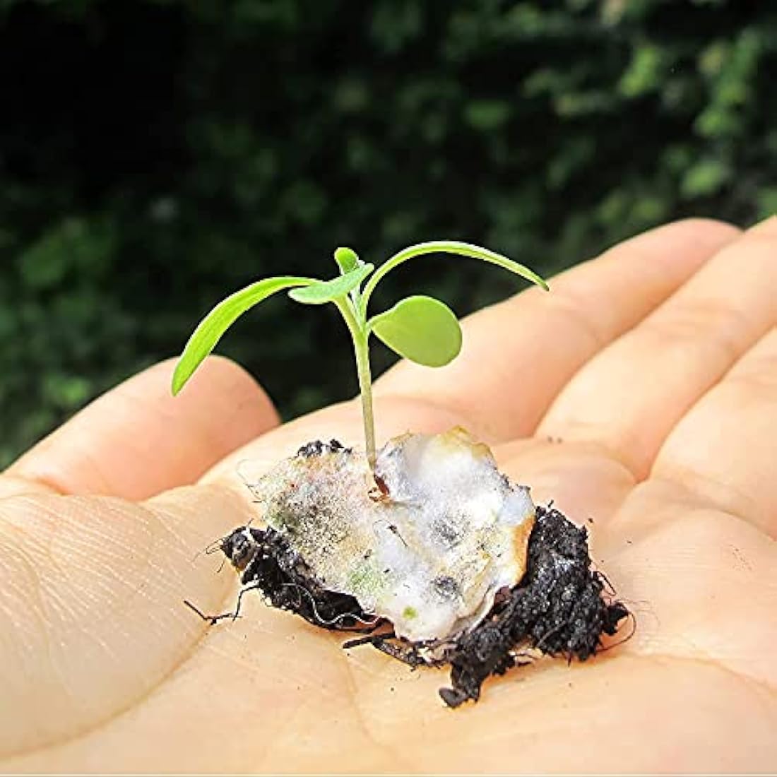 Small Plantable Seed Paper Thank You Cards - Handmade, Eco Friendly & Recycled Gratitude Notes/Giftcards for Teacher, Friend, Wedding etc - Biodegradable Pack of 32 A7 Mini Greeting Gifts