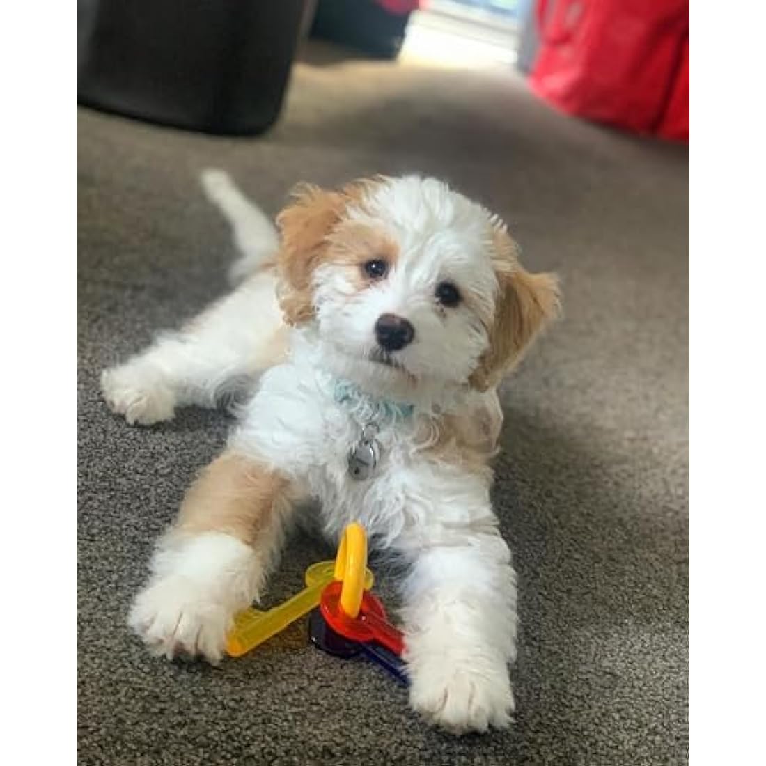 Nylabone Gentle Puppy Dog Teething Chew Toy Keys, Bacon Flavour, Extra Small, for Puppies Up to 7 kg