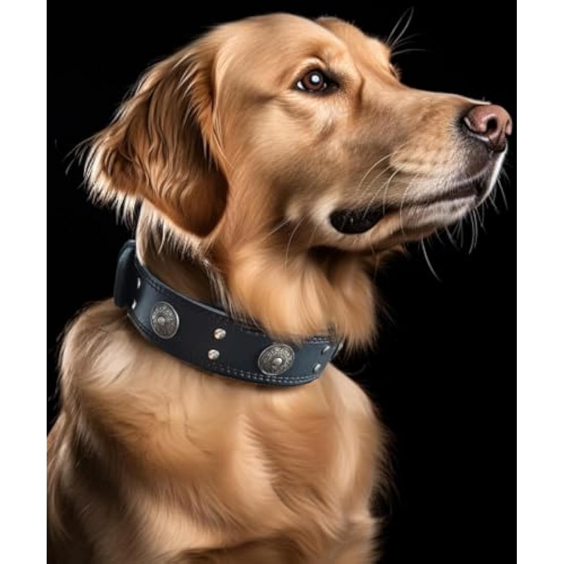 Leather Dog Collar, 5 cm Wide Genuine Leather, Handmade and Soft, Luxurious and Outstanding, Best Choice for Large and Medium Breeds, Black 49.5-60 cm