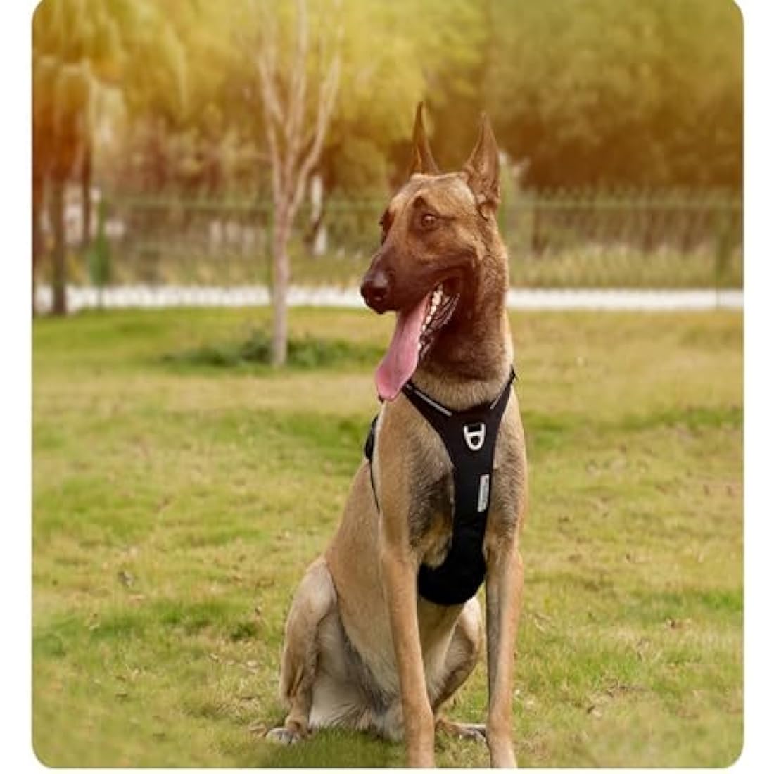 WINHYEPET True Love No-Pull Dog Harness,Adjustable Outdoor Vest Reflective Nylon Soft Pet Harness Dog Suitable Small Medium Large Breeds TLH5654(Purple,M)
