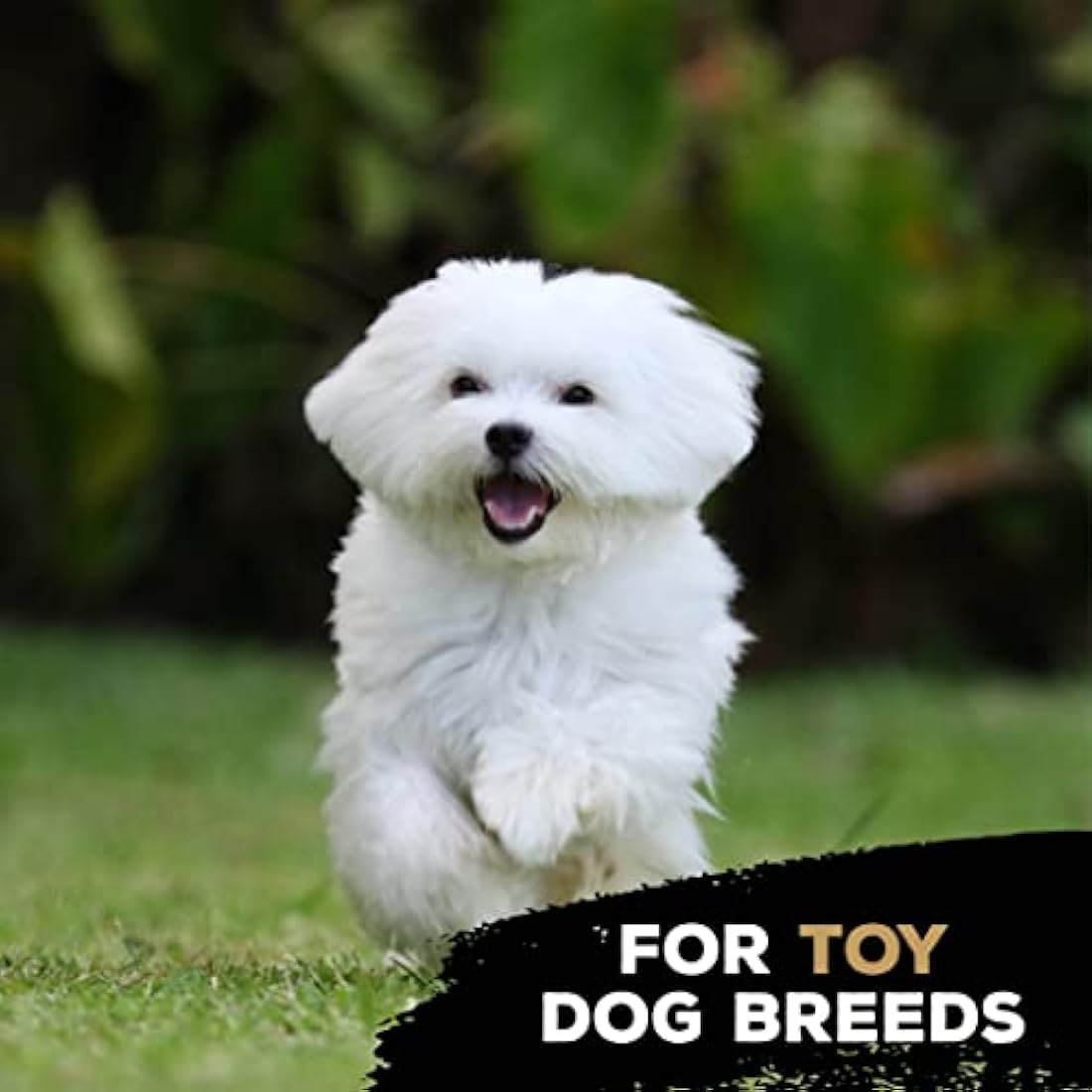 TastyBone TrioBone Nylon Dog Chew Toy for Toy Dogs (Beef) - Indestructible for Aggressive Chewers, Everlasting Flavour, Strong Healthy Teeth, Made in the UK
