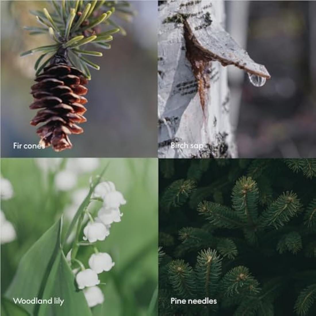 Skandinavisk SKOG ‘Forest’ Hand & body lotion, Scent notes: Pine needles and fir cones, birch sap and woodland lily of the valley, 500 ml