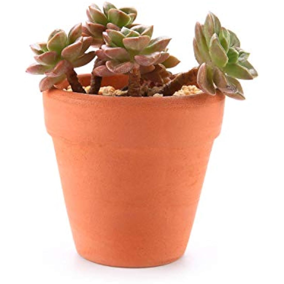 T4U 6.5CM Terracotta Plant Pots 12 Pcs, Mini Terracotta Pots with Drainage Holes, Small Clay Pots for Crafts, Small Plant Pots for Succulent Cactus Plants, DIY Mini Flower Pot, Gifts for Party Decor