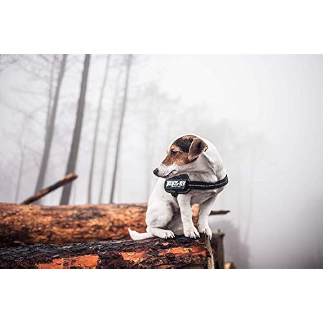 JULIUS-K9Powerharness, Size: M/0, Anthracite