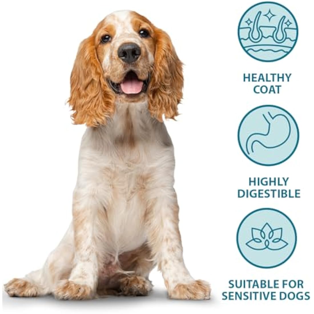 Burns Pet Nutrition Complete Dry Hypoallergenic Dog Food For Sensitive Dogs – Turkey and Potato 6 kg